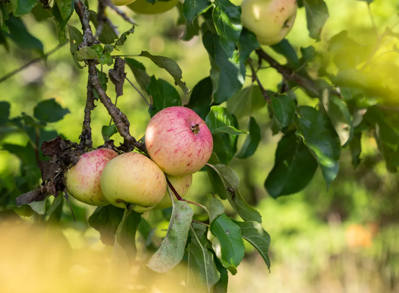 Rumiane jabłka dojrzewają na gałęzi. Czy jabłko to cytrus? Nie, to soczysty owoc drzewa.