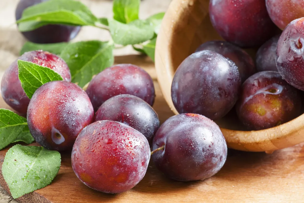 różne odmiany śliwek do nalewki