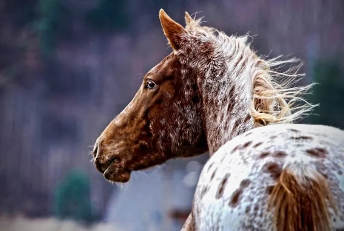 koń je siano, dieta konia wpływ na skórę