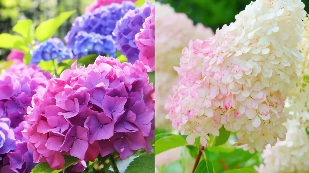 hortensje ogrodowe i bukietowe por&oacute;wnanie cięcia