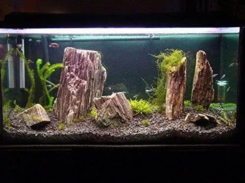 Akwarium morskie aranżacja skała piasek