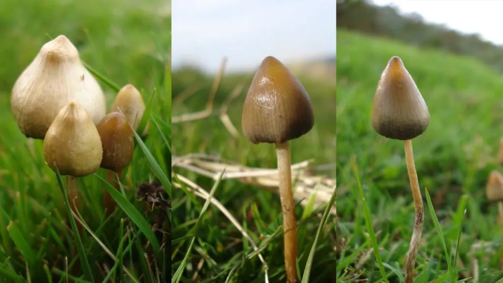 Łysiczka lancetowata vs Hełmówka jadowita porównanie