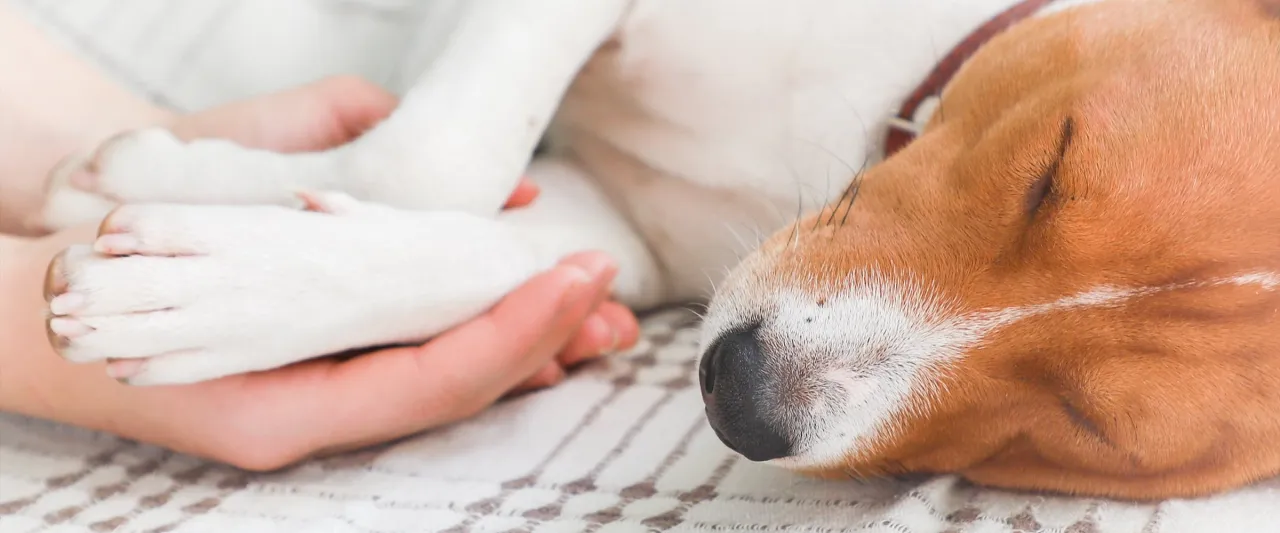 Delikatne dłonie trzymają łapkę śpiącego psa. Czy to uśpienie psa czy boli, trudno ocenić, ale widać spok&oacute;j.