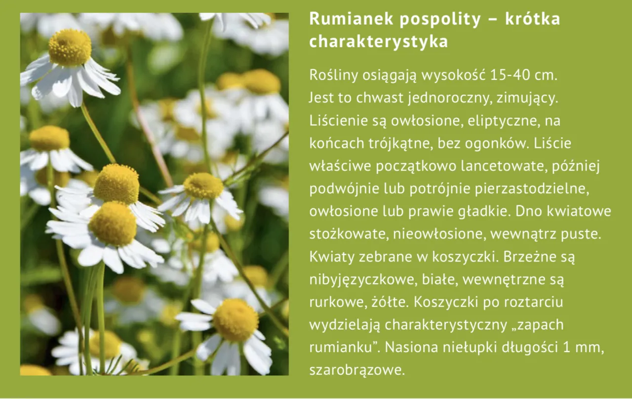 rumianek pospolity cechy identyfikacyjne