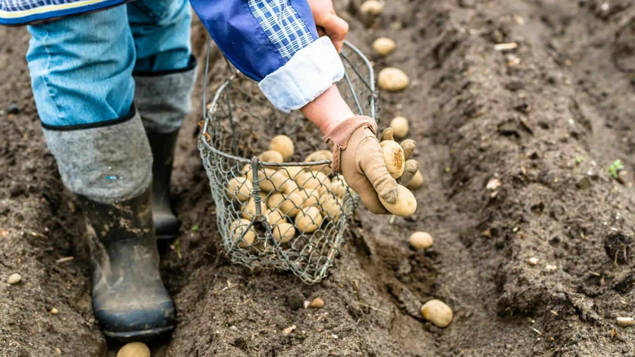 sadzenie ziemniaków instrukcja