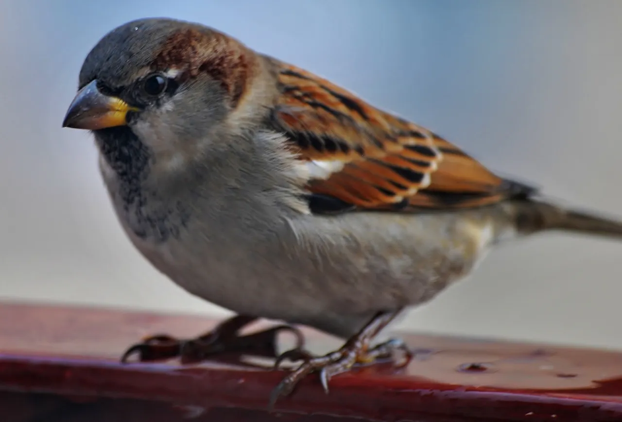 kalendarz lęgowy wr&oacute;bli w Polsce