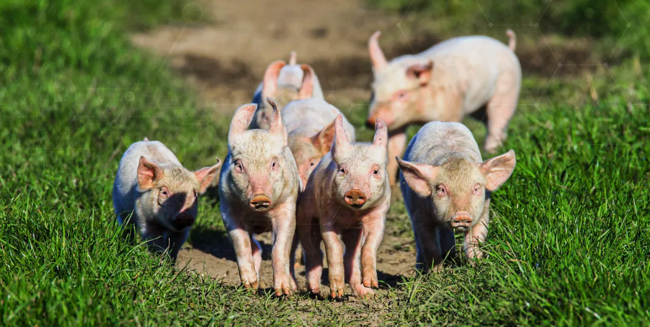 Kilka prosiaków na zielonej trawie, które mogą być przykładem prawidłowych dawek pokarmowych dla świń.