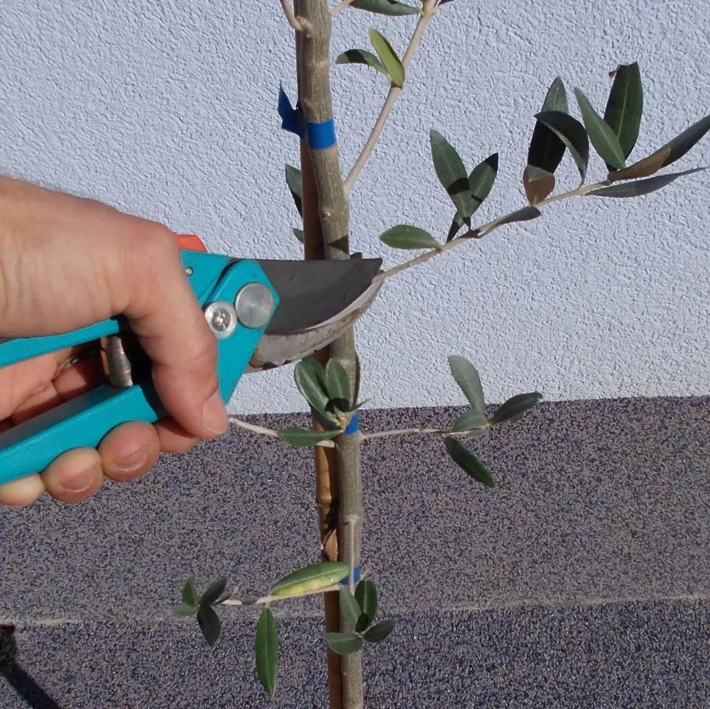 przycinanie drzewka oliwnego w doniczce