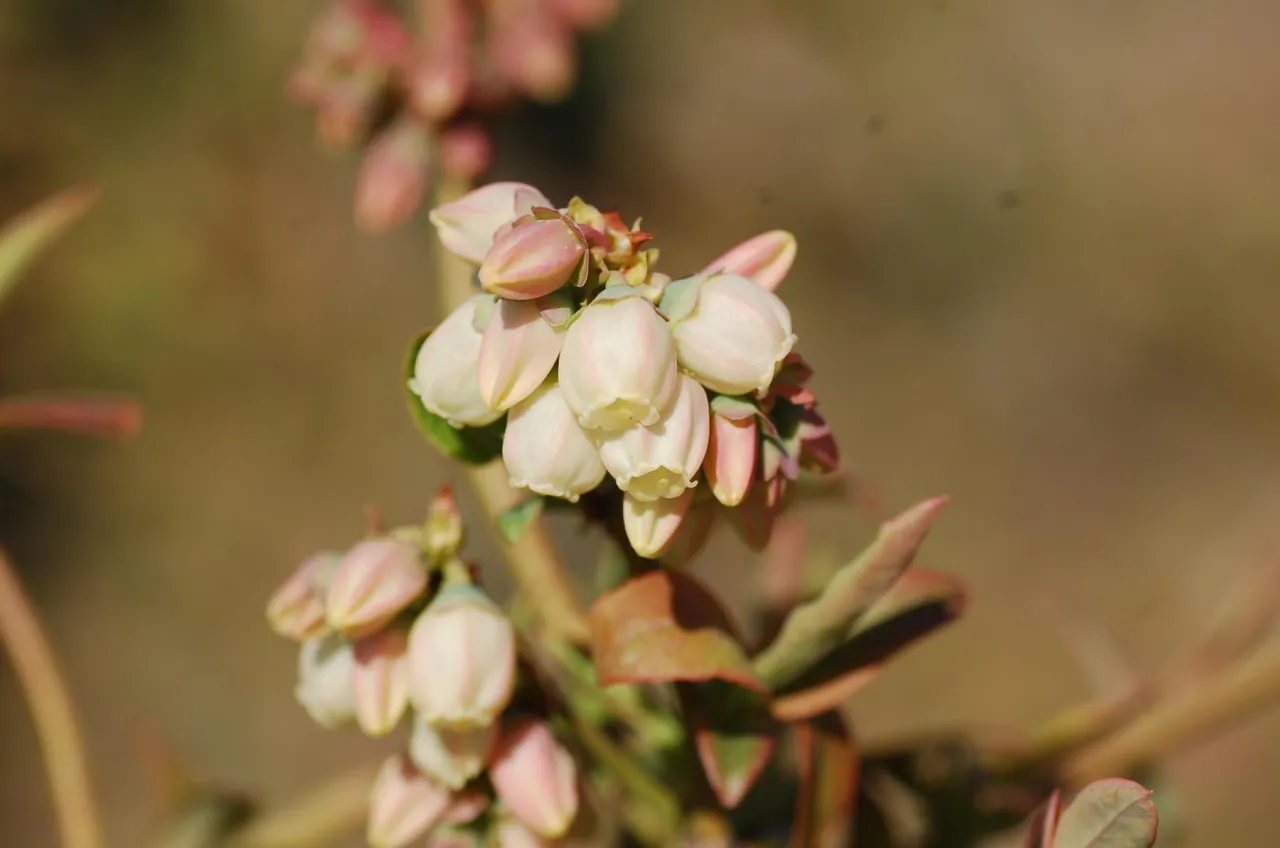 kwiaty borówki amerykańskiej z bliska