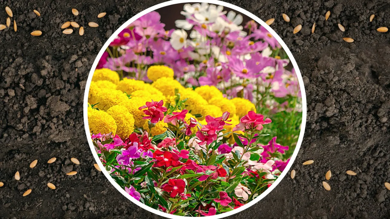 kwitnący ogród kwiaty siane do gruntu