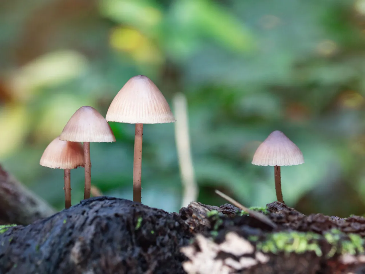 Identyfikacja grzybów trujących i psylocybinowych