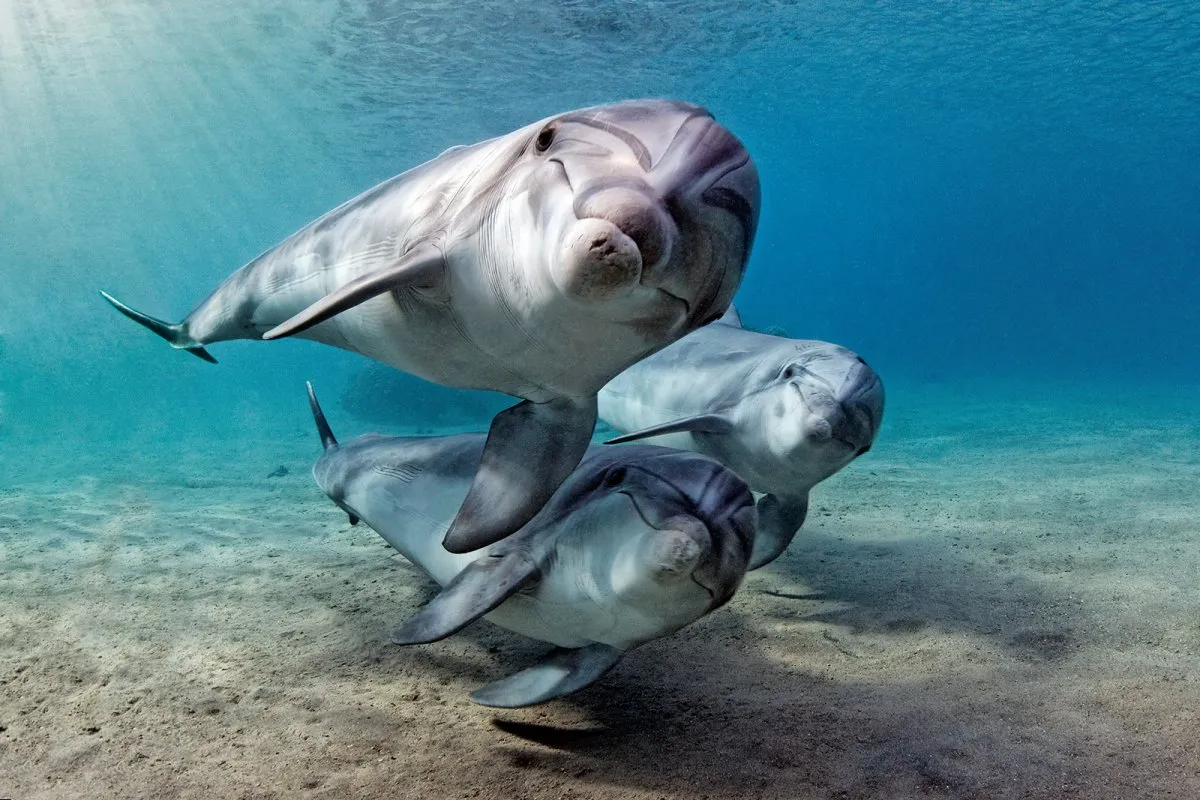 Delfin butlonosy Morze Śr&oacute;dziemne