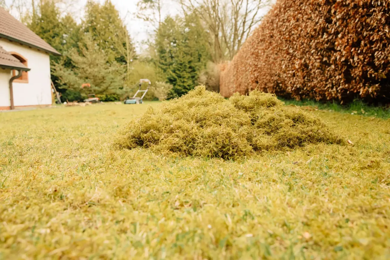 Kopiec mchu na trawniku sugeruje, że nadszedł czas, kiedy wapnować trawnik, by przywr&oacute;cić mu zdrowy wygląd.