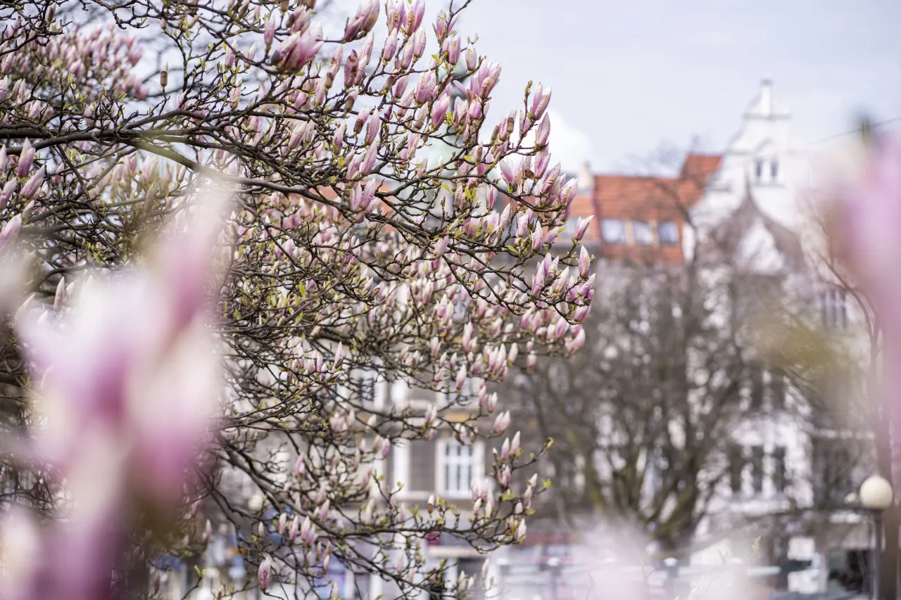 Jasne Błonia Szczecin magnolie