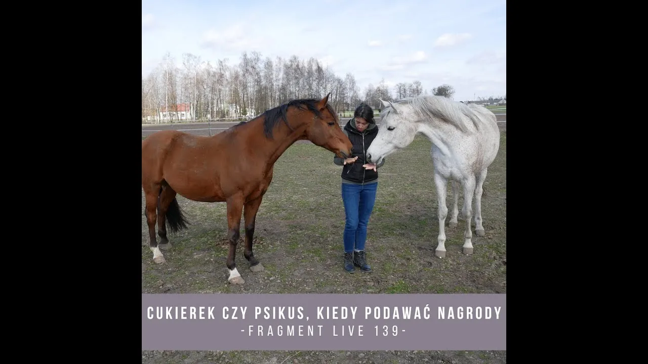 pozytywne wzmocnienie koń nagroda smakołyk