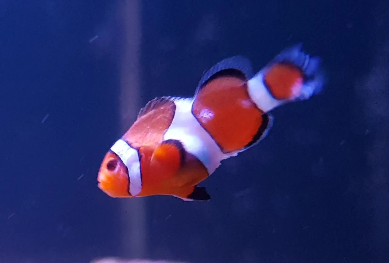 Rybka Nemo błazenek okoniowy w akwarium