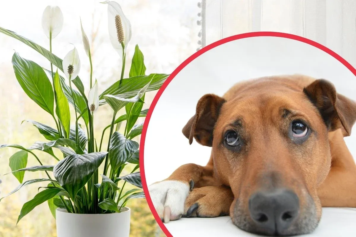 pies i skrzydłokwiat w domu