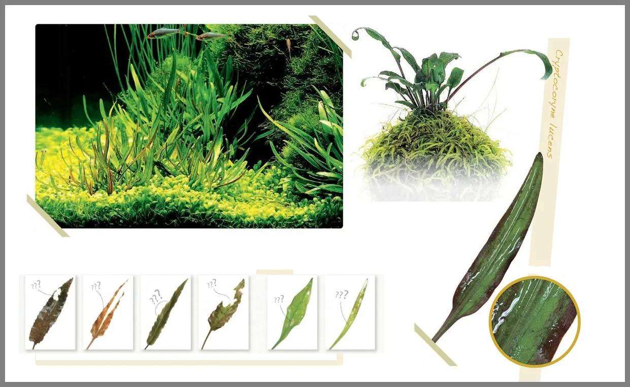 chloroza roślin akwariowych młode liście