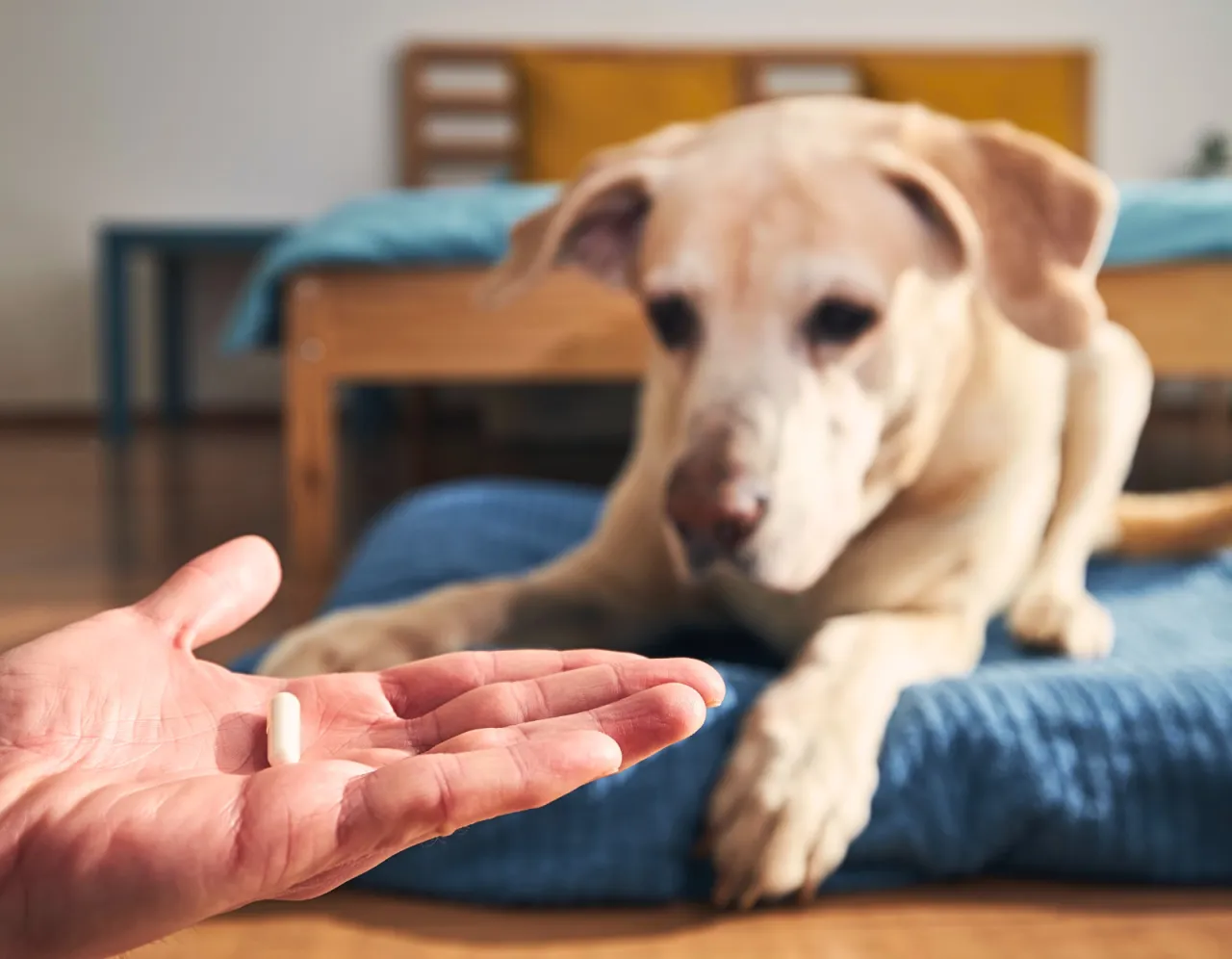 alternatywne metody ochrony szczeniaka przed kleszczami