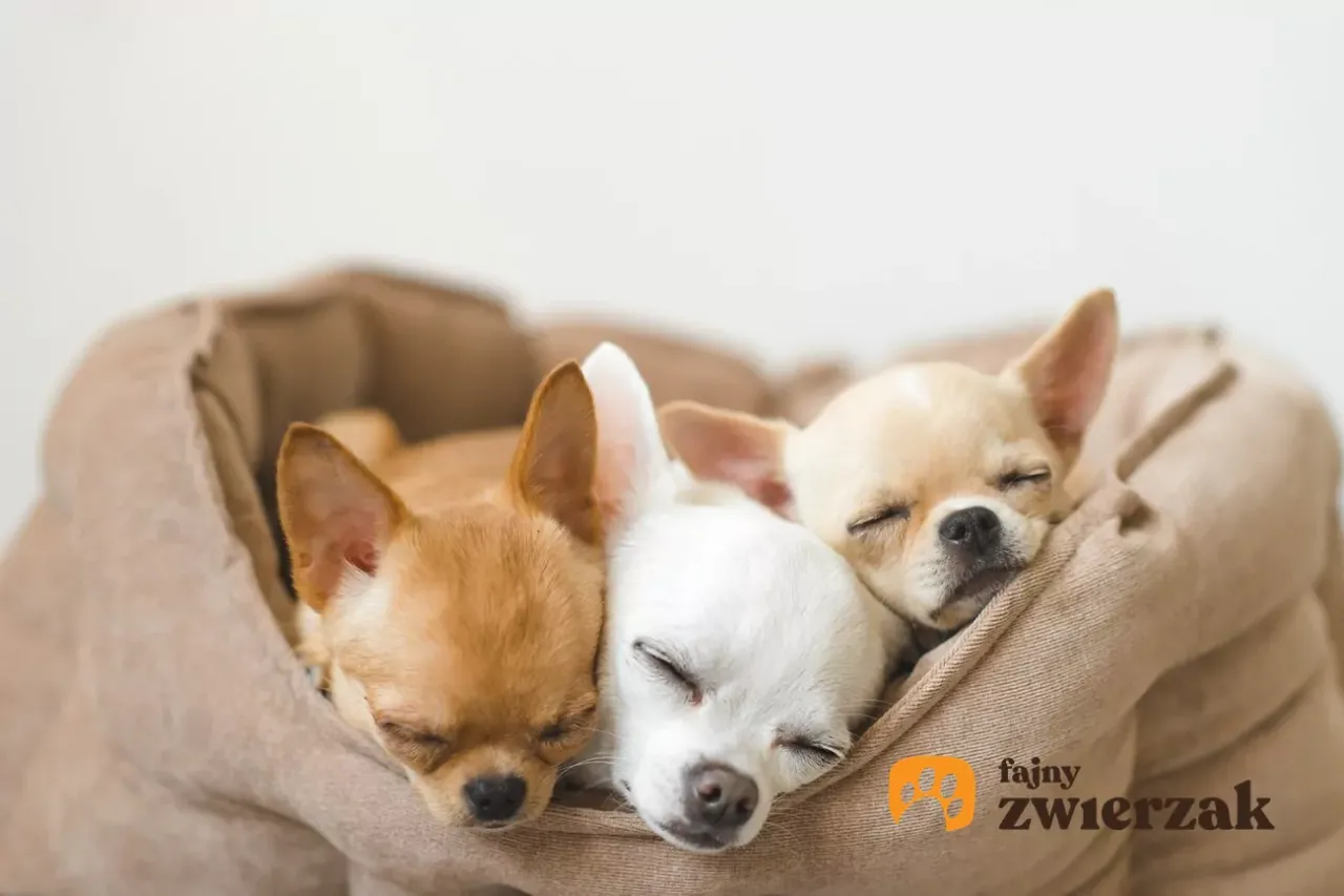 nowonarodzony szczeniak otwiera oczy