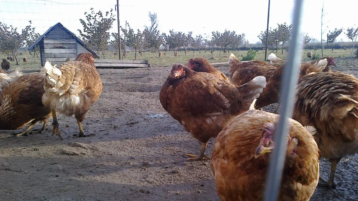 zdrowe i chore kury porównanie