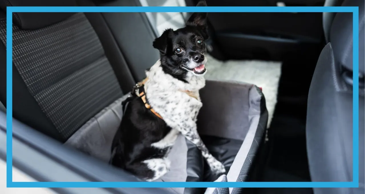 Pies w specjalnym foteliku samochodowym. Bezpieczne i komfortowe jak przewozić psa w samochodzie.