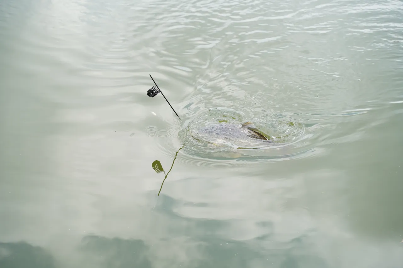 Ryba bierze przynętę z koszyczka. Widać fragment wędki feederowej i kołowrotek.