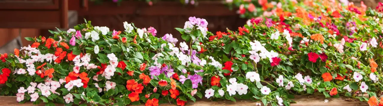 kwiaty na zacieniony taras w sierpniu