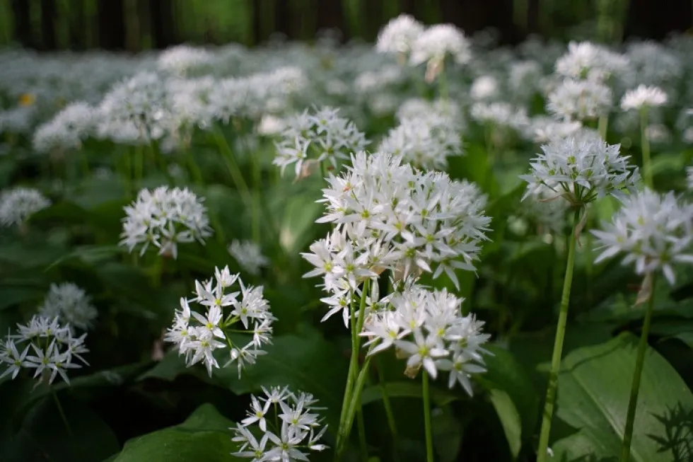 Nasiona czosnku niedźwiedziego i ich siew