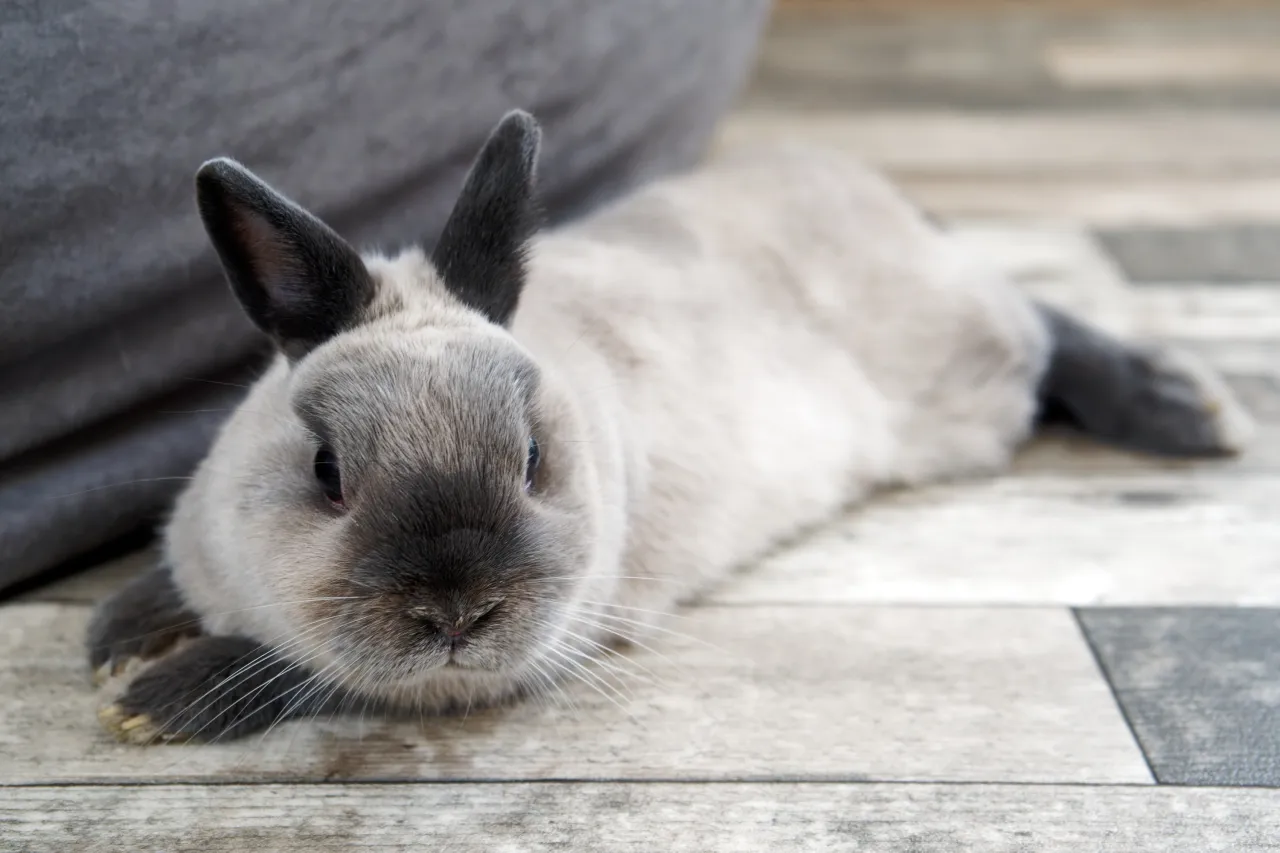 królik śpi na boku