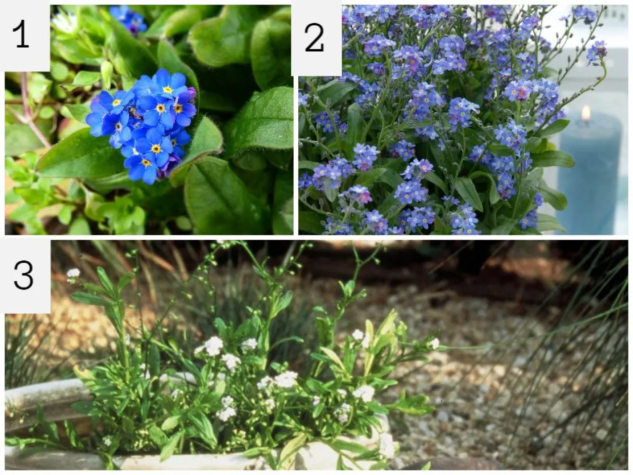 Pielęgnacja niezapominajek w ogrodzie