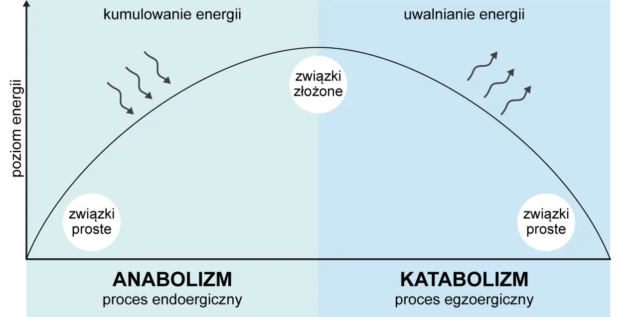 Diagram wyjaśnia, co to metabolizm: anabolizm kumuluje energię, tworząc złożone związki z prostych, a katabolizm uwalnia energię, rozkładając złożone związki.