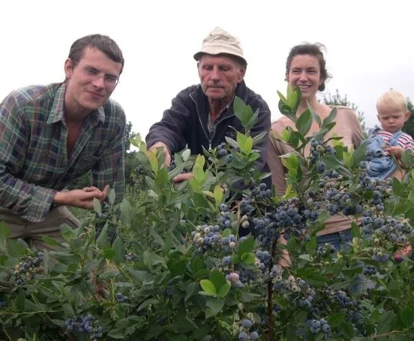 Rodzina zbierająca borówki na plantacji