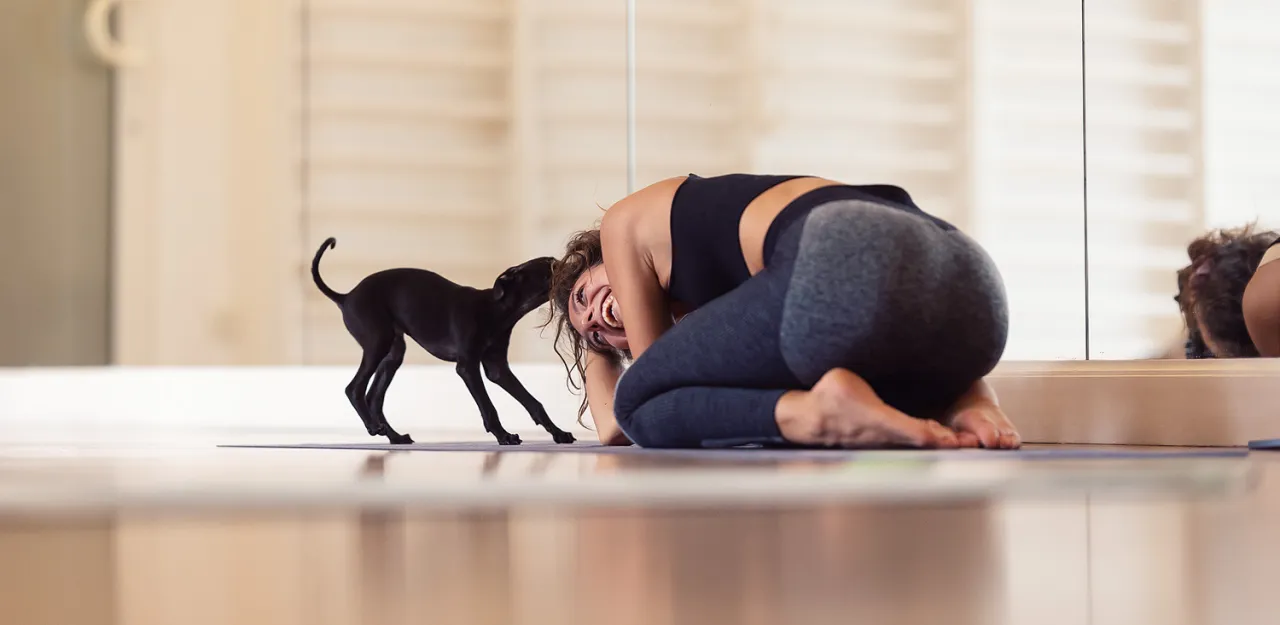 szczeniaki rasy joga