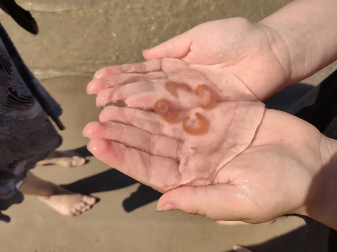 chełbia modra bełtwa festonowa por&oacute;wnanie