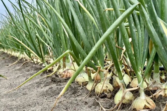 najczęstsze błędy w uprawie cebuli