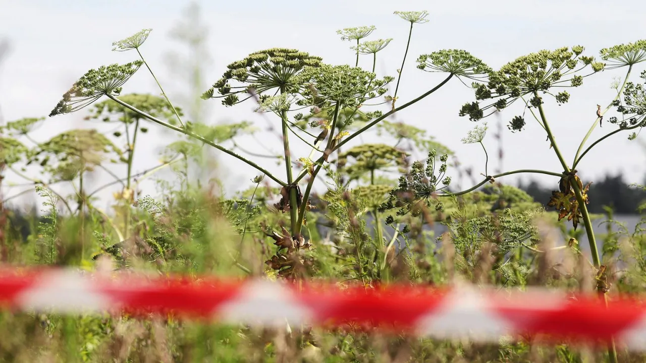 Barszcz Sosnowskiego oparzenia