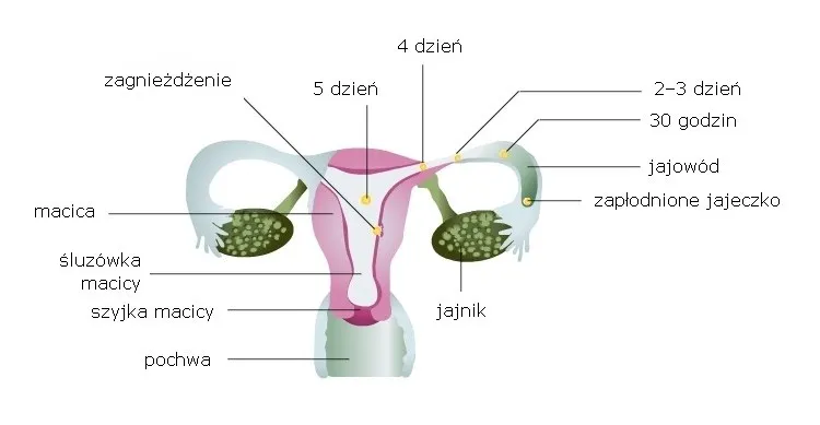 proces zagnieżdżania zarodka w macicy