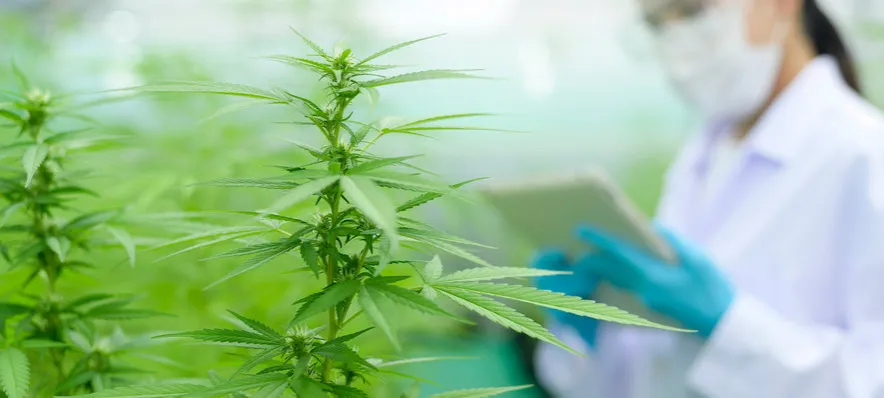 badania naukowe marihuana toksyczność