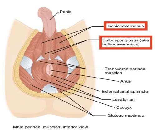 mięśnie dna miednicy mężczyzna anatomia