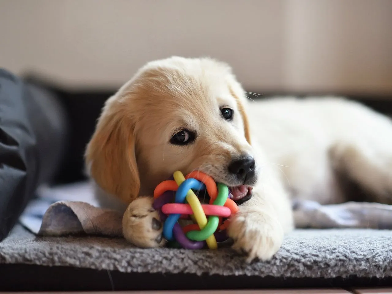 bezpieczne zabawki dla szczeniaka