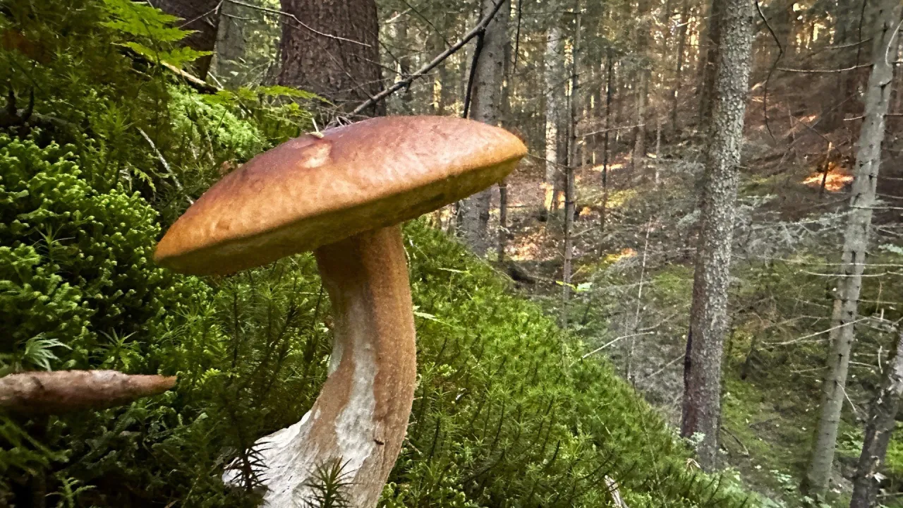 Piękny borowik na mchu, idealny na wyprawę gdzie na grzyby z noclegiem. Las pełen zieleni i spokoju.