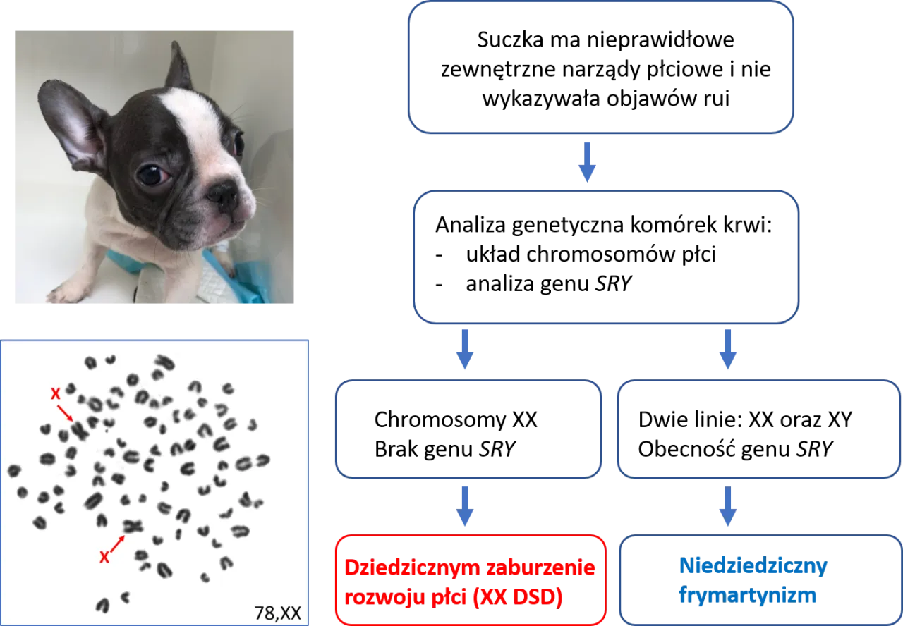 schemat dziedziczenia chorób genetycznych u psów