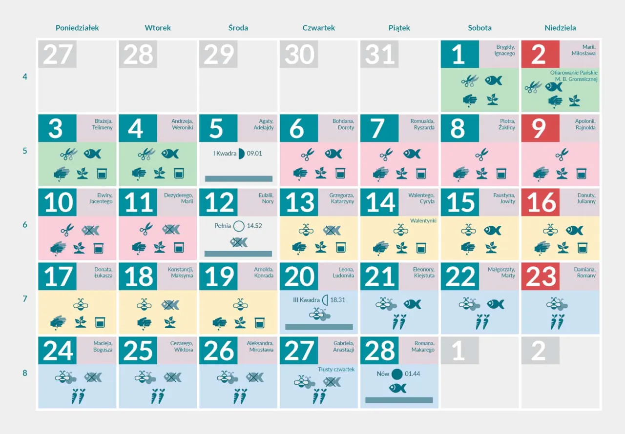 kalendarz siewu kalarepy infografika