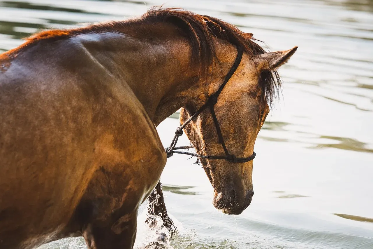 Koń żebrzący o smakołyki