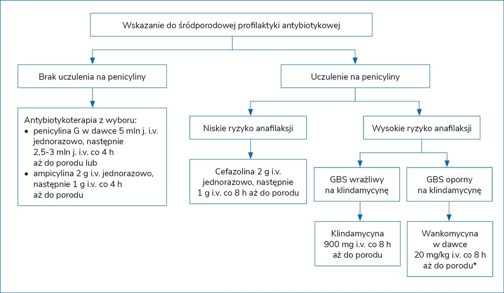 Paciorkowiec GBS schemat bakterii