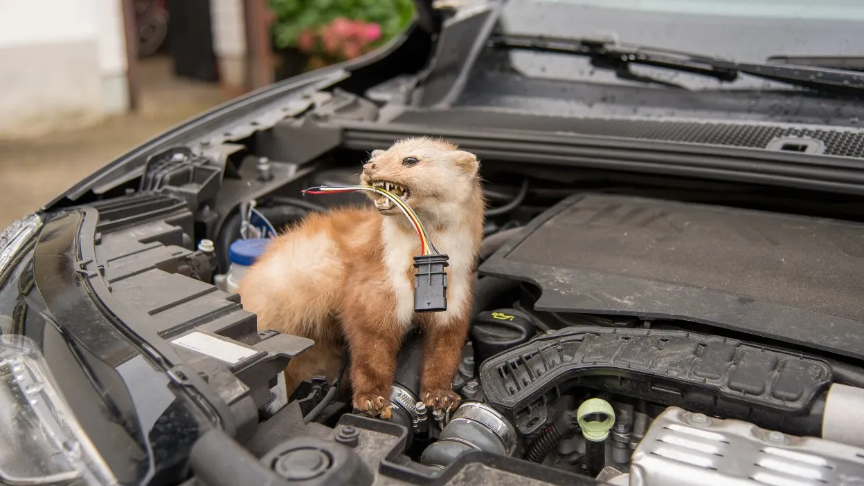 Montaż elektronicznego odstraszacza kun w samochodzie