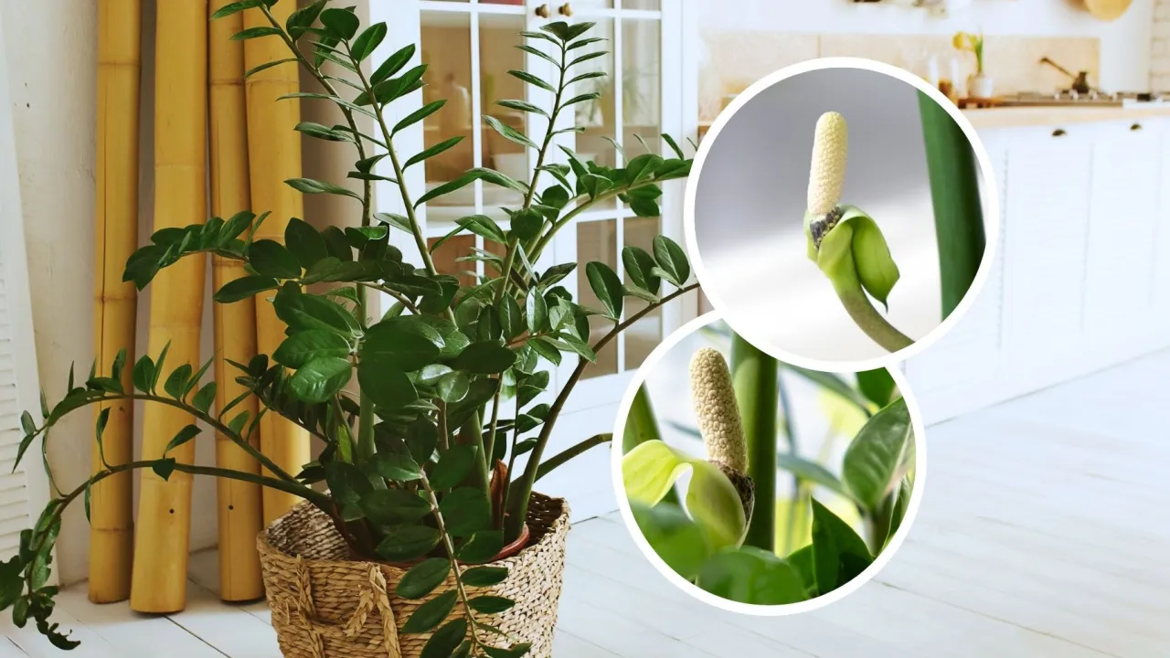 Kwiatostan zamiokulkasa zbliżenie