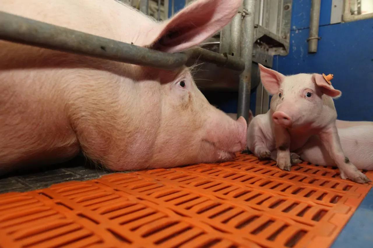 Duża maciora i prosiaczek na pomarańczowej macie. To przykładowe dawki pokarmowe dla świń, pokazujące różnice w potrzebach żywieniowych.