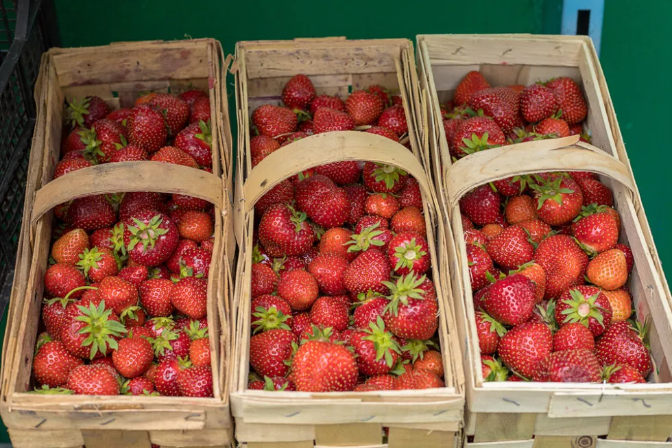 truskawki w koszyku polskie czerwcowe owoce